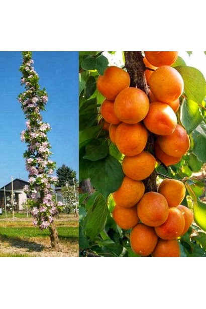 Колоновидна форма дерева абрикоса Зоряний у саду